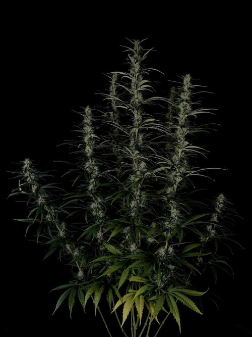 Jack in da Box. Week 11