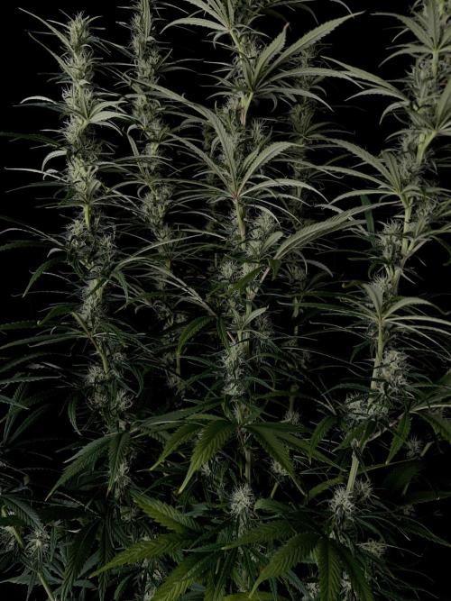 Jack in da Box. Week 11