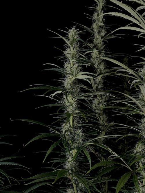 Jack in da Box. Week 11