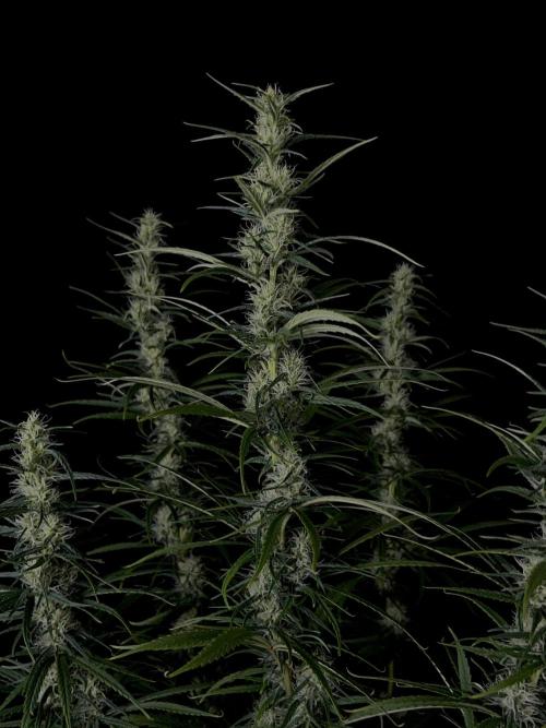 Jack in da Box. Week 11