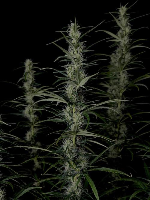 Jack in da Box. Week 11