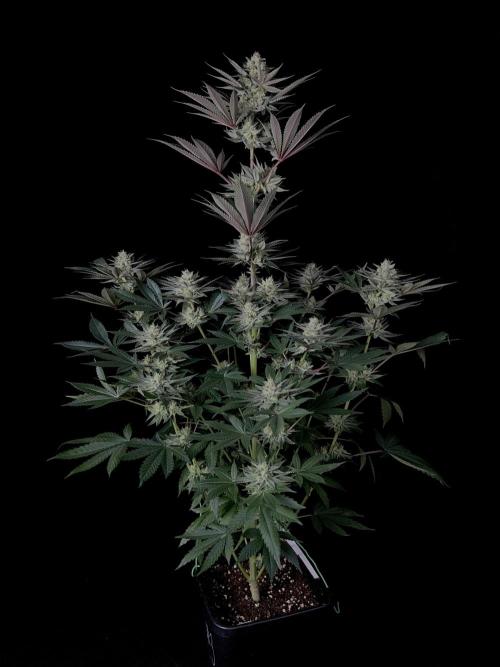 Purple Headies Pheno Hunt. Week 11