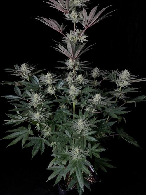 Purple Headies Pheno Hunt. Week 11