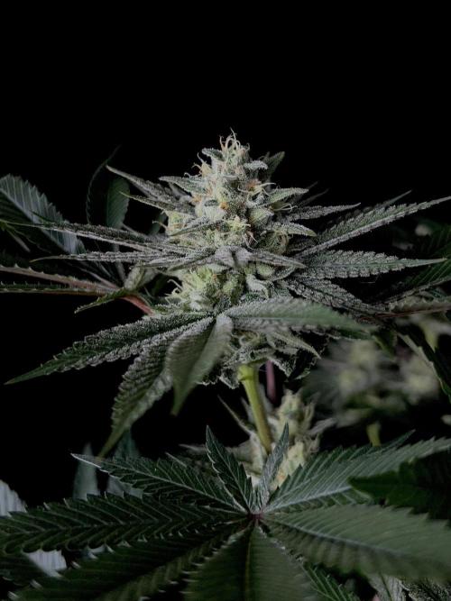 Purple Headies Pheno Hunt. Week 11