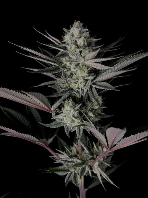 Purple Headies Pheno Hunt. Week 11