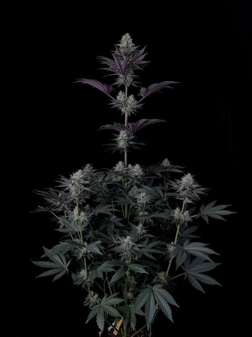 Purple Headies Pheno Hunt. Week 11