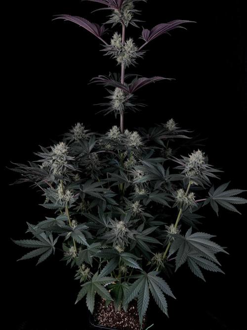 Purple Headies Pheno Hunt. Week 11