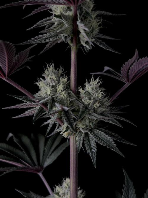 Purple Headies Pheno Hunt. Week 11