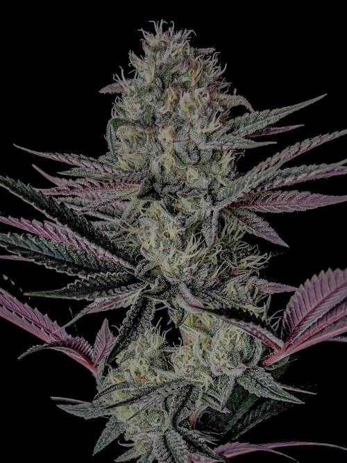 Purple Headies Pheno Hunt. Week 11