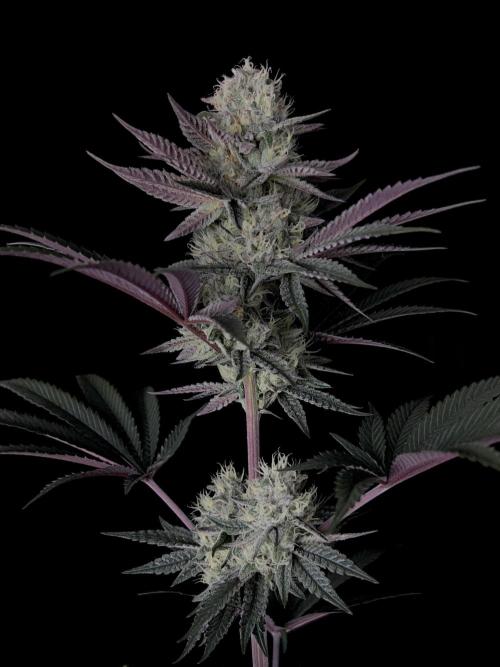 Purple Headies Pheno Hunt. Week 11