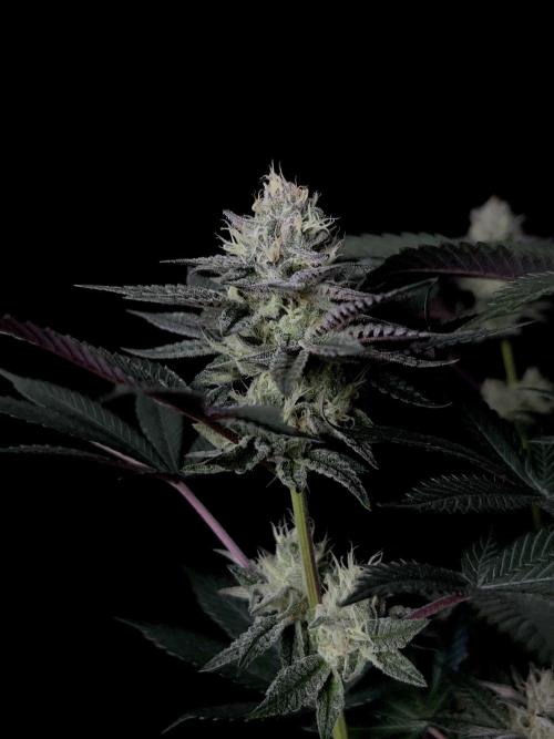 Purple Headies Pheno Hunt. Week 11