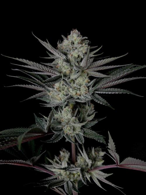 Purple Headies Pheno Hunt. Week 12