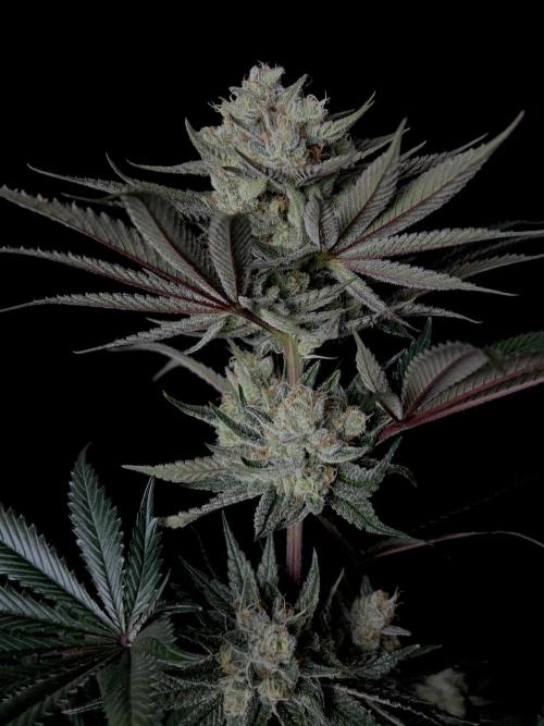 Purple Headies Pheno Hunt. Week 12
