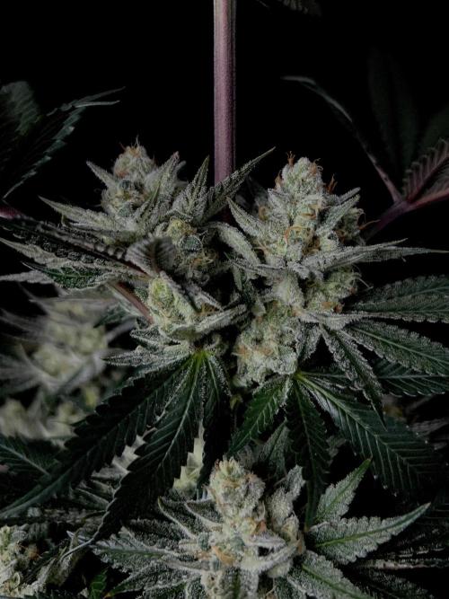 Purple Headies Pheno Hunt. Week 12