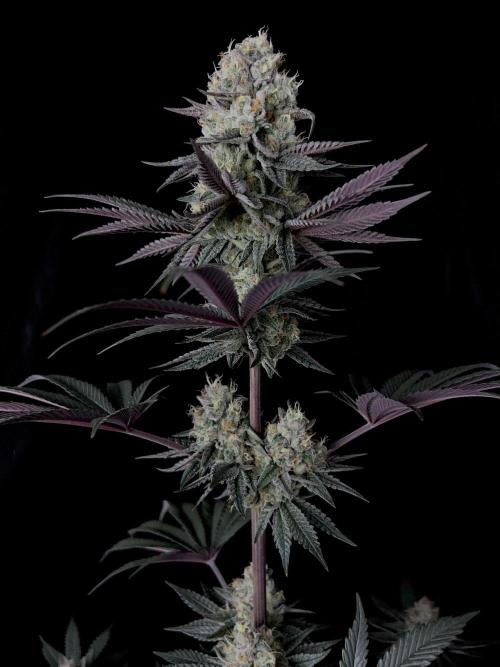 Purple Headies Pheno Hunt. Week 12