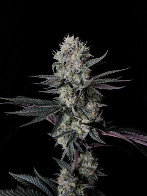 Purple Headies Pheno Hunt. Week 12