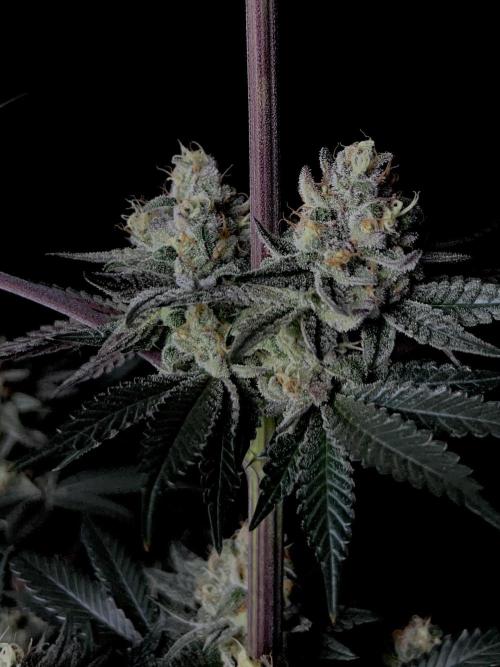 Purple Headies Pheno Hunt. Week 12