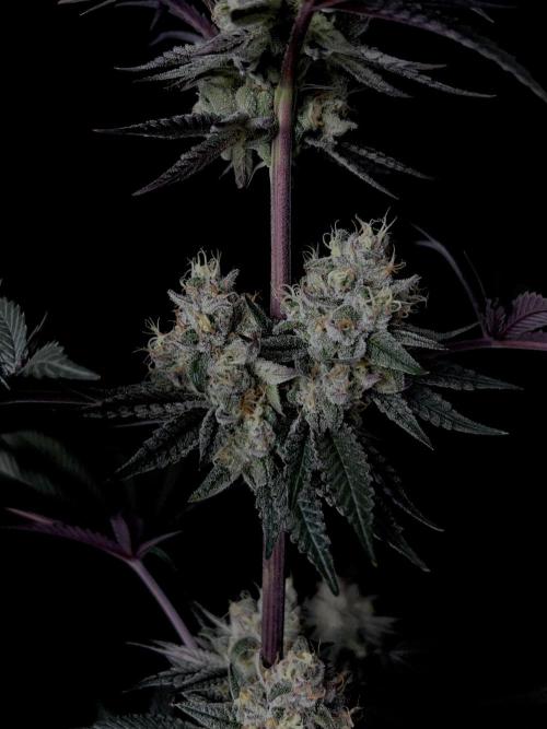 Purple Headies Pheno Hunt. Week 12