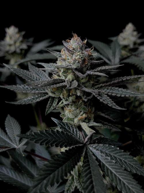 Purple Headies Pheno Hunt. Week 12