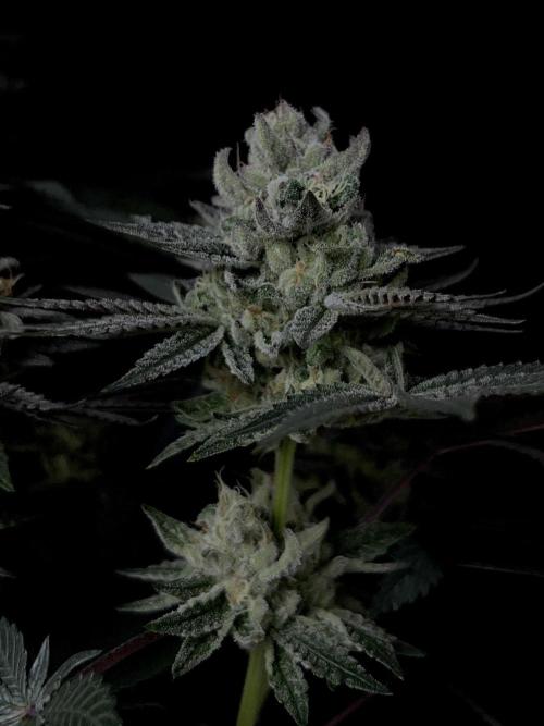 Purple Headies Pheno Hunt. Week 12