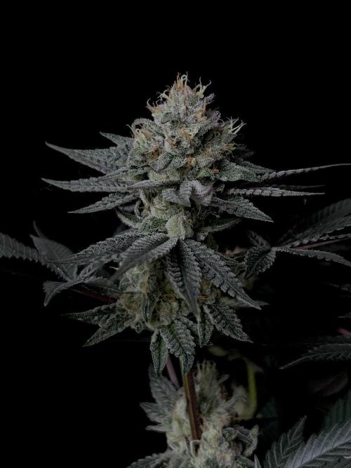 Purple Headies Pheno Hunt. Week 12