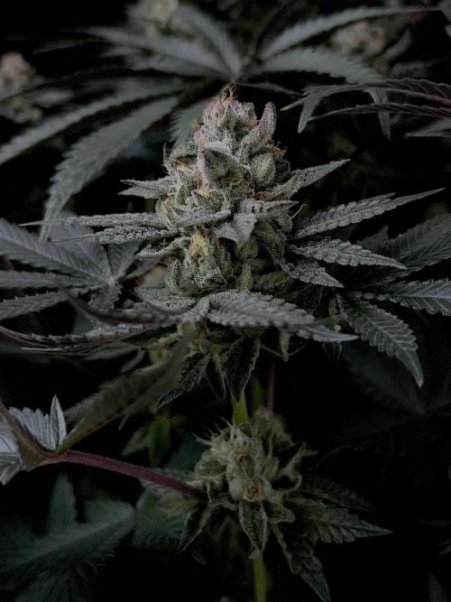 Purple Headies Pheno Hunt. Week 12