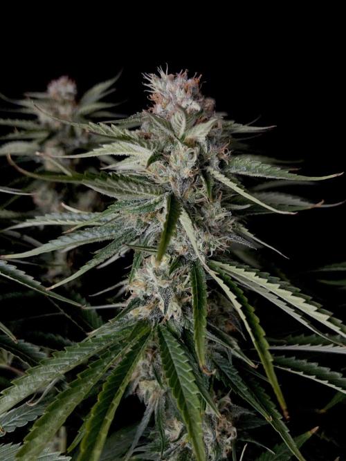Jack in da Box. Week 12