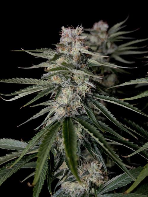 Jack in da Box. Week 12