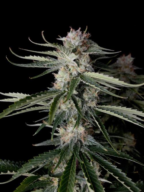 Jack in da Box. Week 12