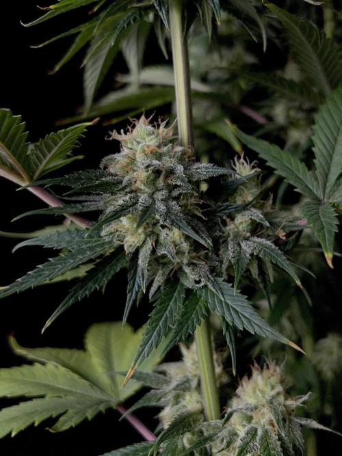 Jack in da Box. Week 12