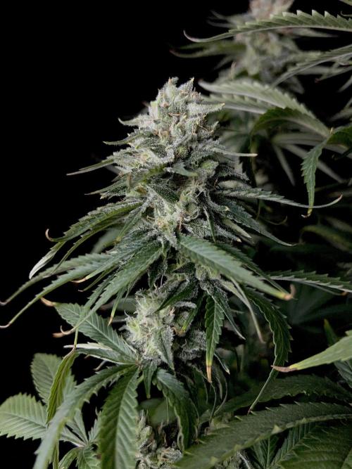Jack in da Box. Week 12