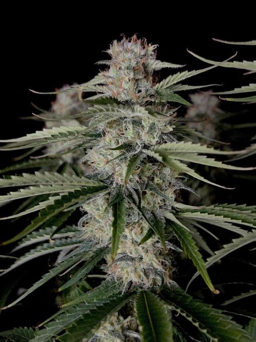 Jack in da Box. Week 12