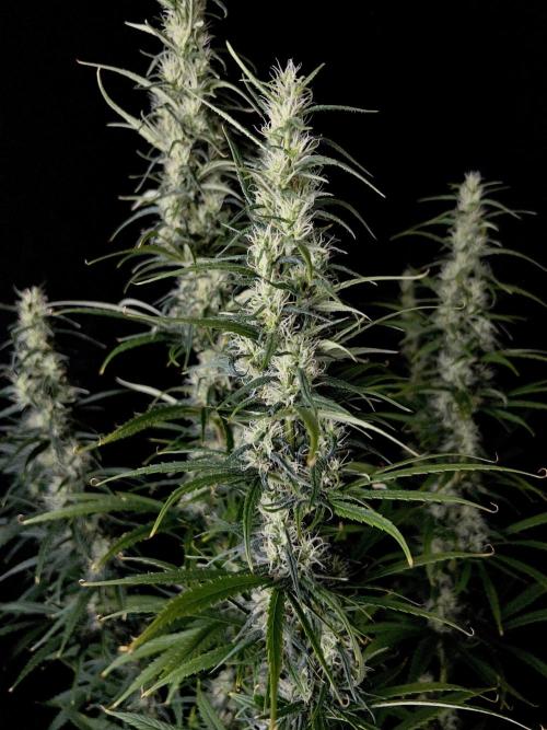 Jack in da Box. Week 12