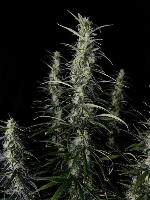 Jack in da Box. Week 12