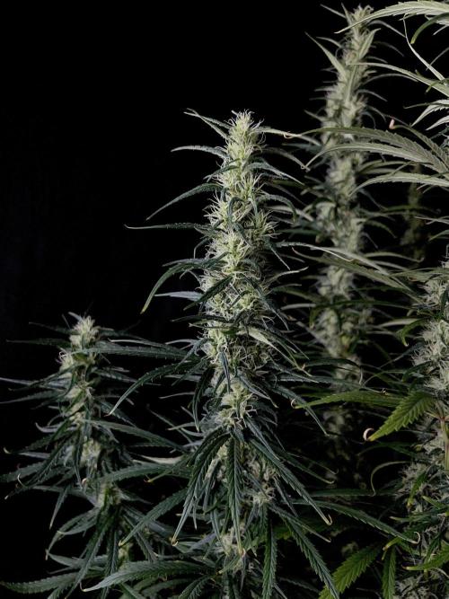 Jack in da Box. Week 12