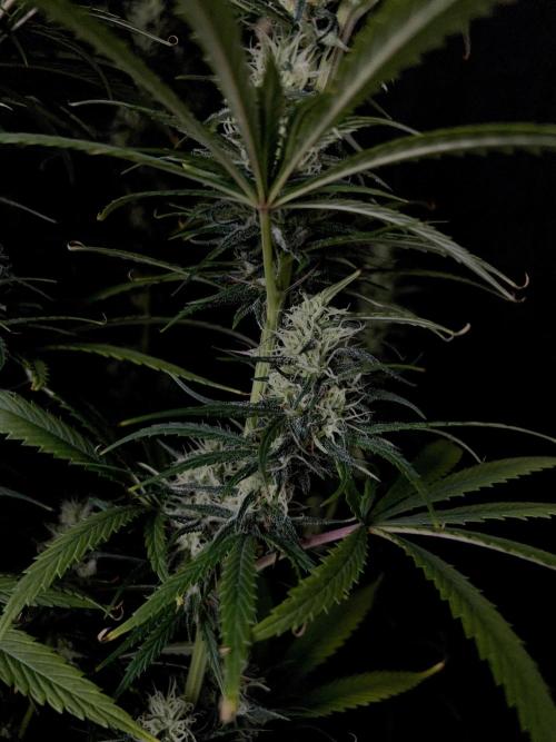 Jack in da Box. Week 12