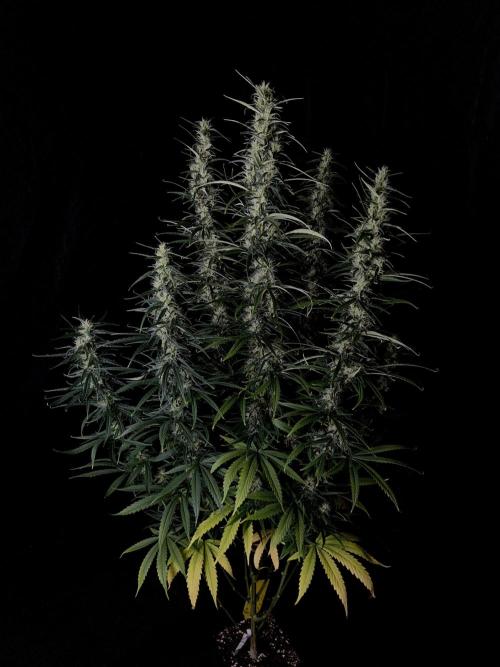 Jack in da Box. Week 12