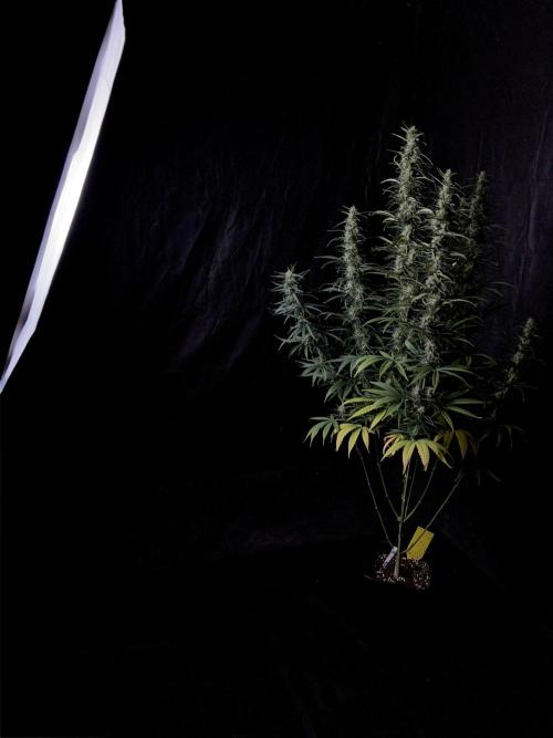 Jack in da Box. Week 12