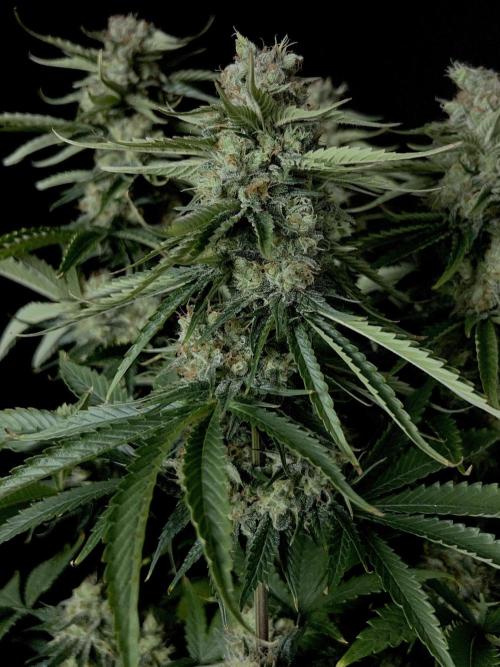 Jack in da Box. Week 13