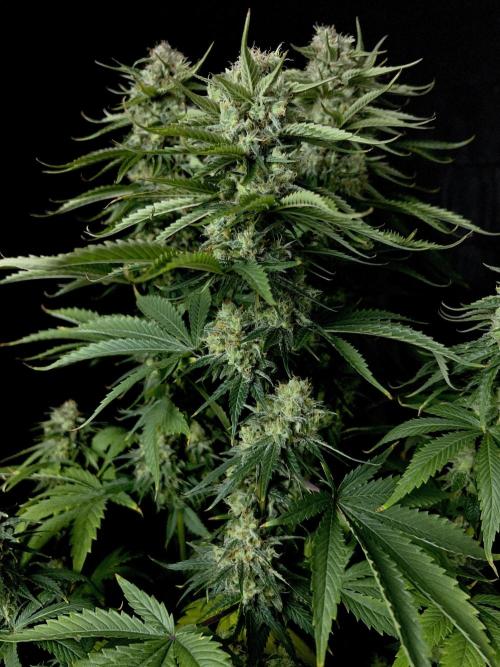 Jack in da Box. Week 13