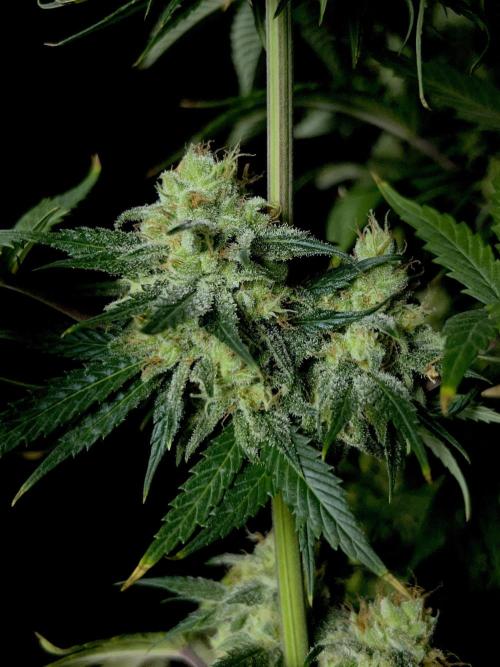 Jack in da Box. Week 13