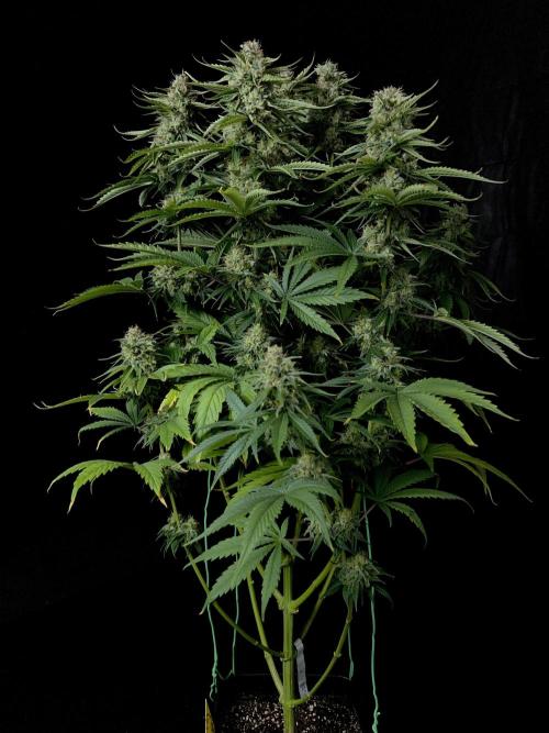 Jack in da Box. Week 13