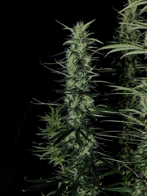 Jack in da Box. Week 13