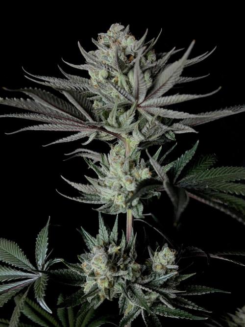 Purple Headies Pheno Hunt. Week 13
