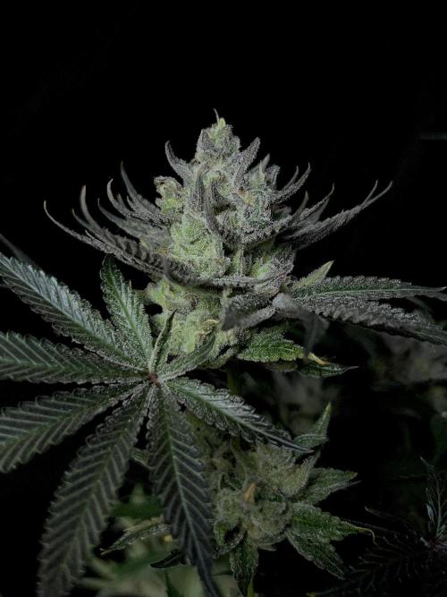 Purple Headies Pheno Hunt. Week 13