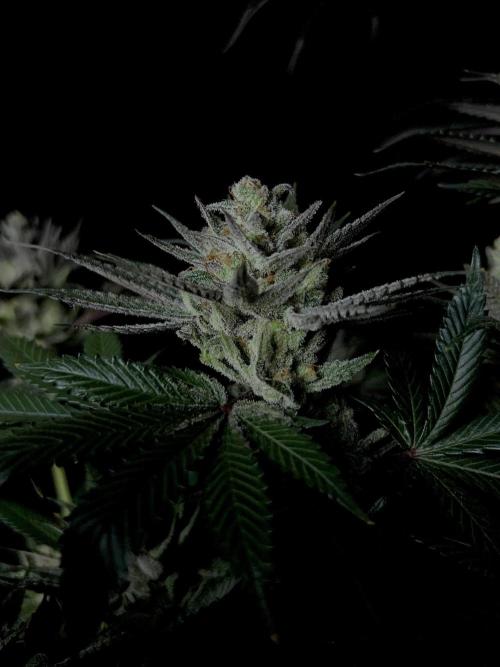 Purple Headies Pheno Hunt. Week 13