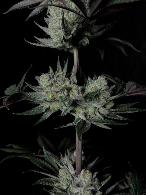 Purple Headies Pheno Hunt. Week 13
