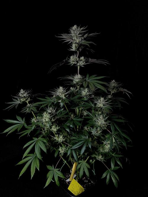 Purple Headies Pheno Hunt. Week 13