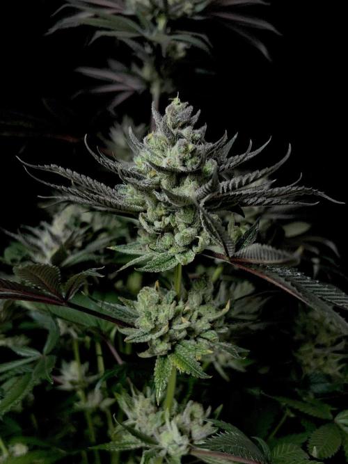 Purple Headies Pheno Hunt. Week 13