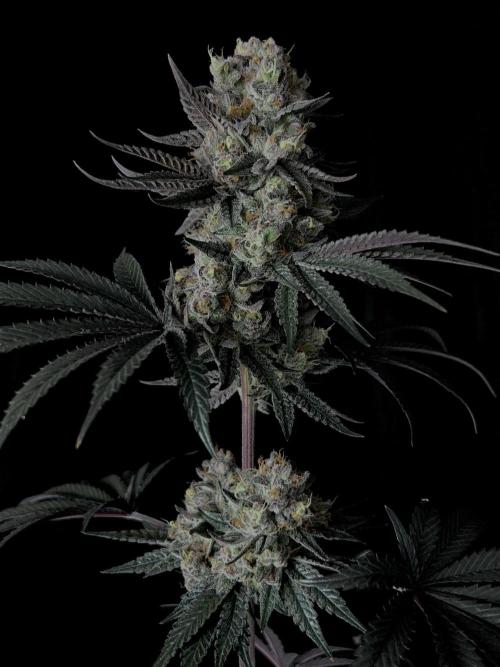 Purple Headies Pheno Hunt. Week 13